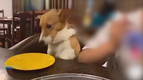 犬舔美女在线视频WWW,揭秘犬舔美女在线视频背后的秘密