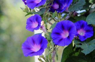 牵牛养殖在线视频